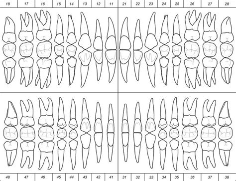 Odontograma | Стоматология, Зубной техник и Зубы