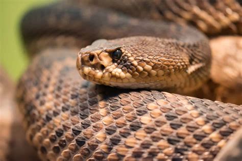 The Most Venomous Snake in the U.S. (With Bite Facts and Pictures ...