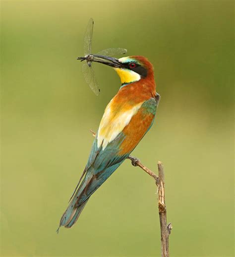 Insect-Eating Birds Consume 400-500 Million Metric Tons of Prey ...