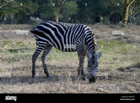 Zebra, Lake Nakuru, Kenya Stock Photo - Alamy