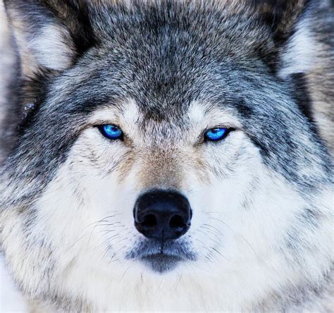 Blue Eyed Wolf Portrait Photograph by Mircea Costina Photography