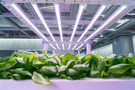 Do Grow Lights Work? This Is What You Should Know | HappySprout