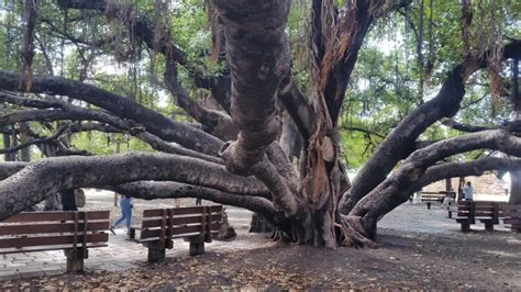 Lahaina banyan tree is THE Maui banyan tree you need to see in Hawaii ...