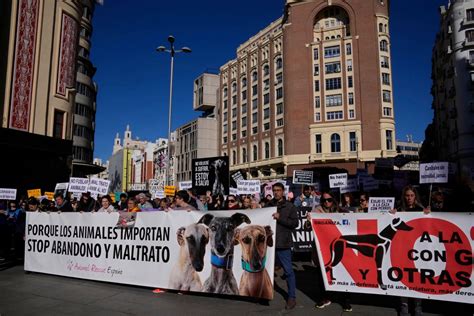 Spain: Rights groups urge more protection for hunting dogs