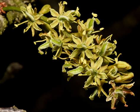 Gleditsia triacanthos