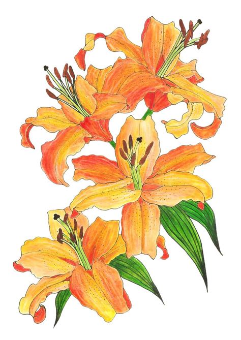 jasminekstrom | Lilies drawing, Flower painting, Flower drawing