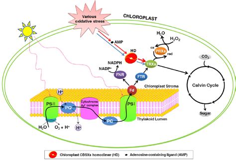 Schematic Diagram of Chloroplast CBSX Function. | Download Scientific ...