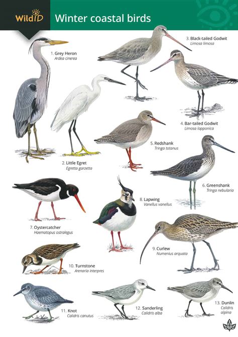 Winter coastal birds guide – Field Studies Council