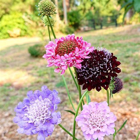 Pin Cushion Flower