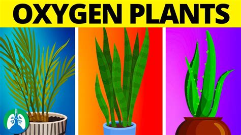 Top 10 Indoor Plants for Increasing Oxygen Levels 24/7 🪴 - YouTube