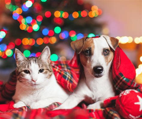 Christmas Gift Ideas for Your Dog or Cat - TOP PICKS - Puppify - Pet ...