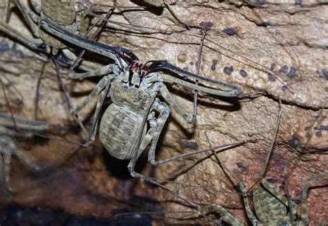 South American Cave Spider Full HD Wallpaper and Background Image ...