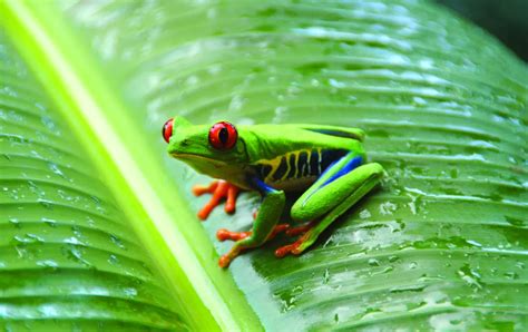 Animals of the Amazon Tropical Rainforest: a look at some of the most ...