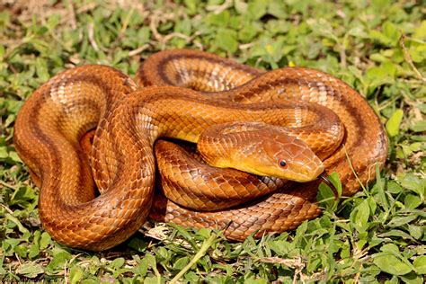 Eastern Ratsnake – Florida Snake ID Guide