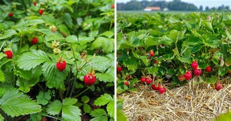 Strawberry Varieties: The Complete Guide (Updated 2022)