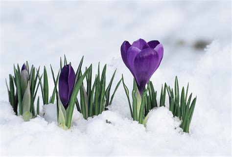 crocus in snow – Cota & Cota