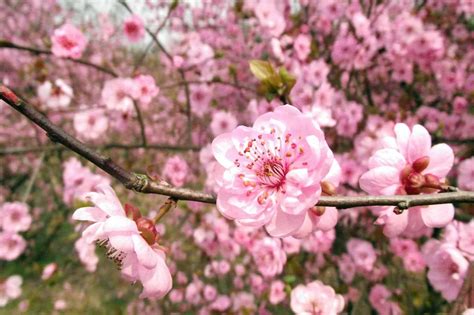 Fruit Trees in Bloom - The Produce Nerd