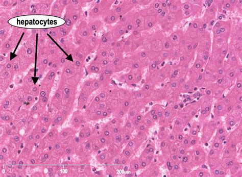 Liver Histology