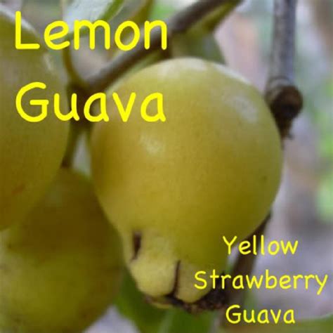 Polynesian Produce Stand : ~LEMON GUAVA FRUIT TREE~ YUMMY Psidium ...