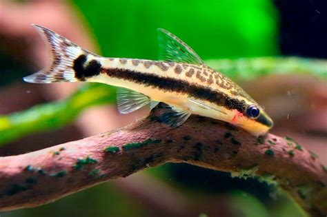 Otocinclus cf. affinis – AquaSnails