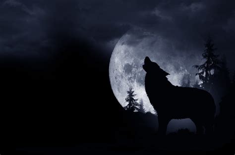 ¿Por qué los lobos aúllan a la luna? - CHIMPAMPUM