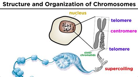 Chromosomes Structure And Organization Microbiology Notes - Riset