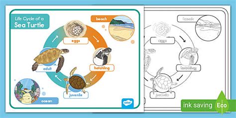 Printable Sea Turtle Life Cycle Mat Resource | Twinkl USA