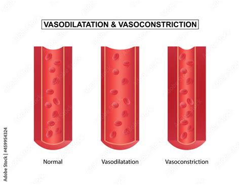 Vasodilation and vasoconstriction. comparison of Blood vessels. Stock ...