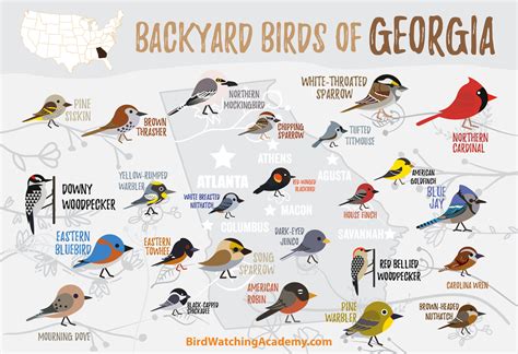 Backyard Birds of Georgia - Bird Watching Academy