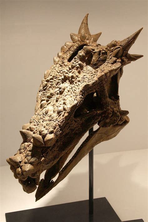 Dracorex | Dinosaur fossils, Prehistoric, Fossils