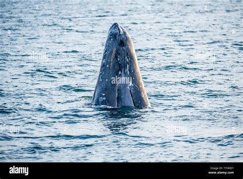 Gray whale / Gray Whale (Eschrichtius robustus) on their migratory ...