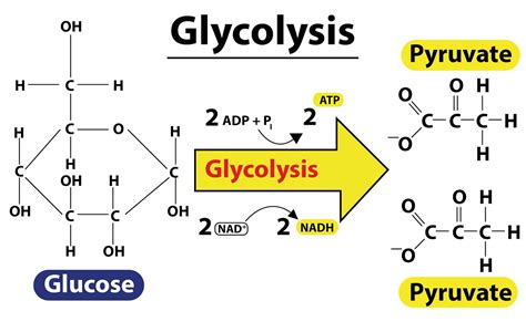 There are 38 molecules of ATP produced in aerobic respiration and how ...