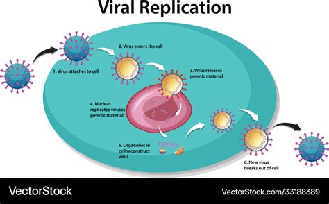 Viral replication infographic for education Vector Image