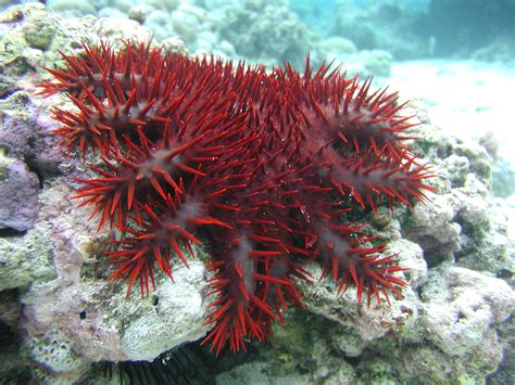 Crown of Thorns Starfish: The Creature That Eats The Reef – Why is the ...