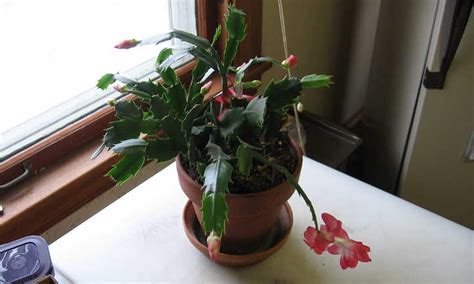 Propagating Christmas Cactus: Easy Holiday Gifts - Epic Gardening