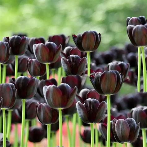 Buy 10 Black Queen of The Night Tulip Bulbs for Planting, Black ...