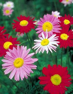 GROW PYRETHRUM FLOWER SEEDS |The Garden of Eaden