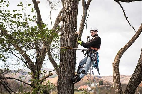 When Should I Call a Certified Arborist?