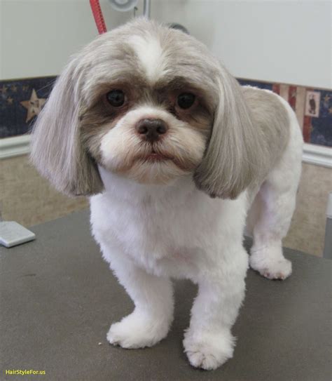 Maltese Shih Tzu Haircut - what hairstyle should i get