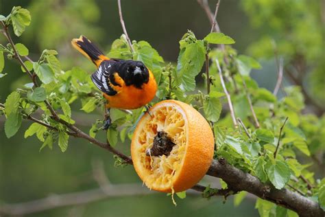 Make an Orange Feeder for Orioles | Oriole bird, Oriole bird feeders ...