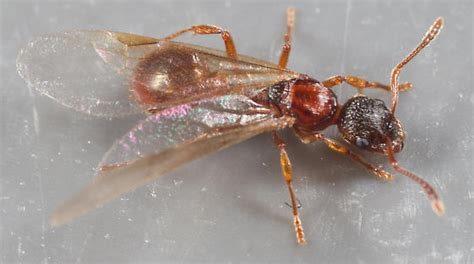 Myrmica rubra Queen - Myrmica rubra - BugGuide.Net