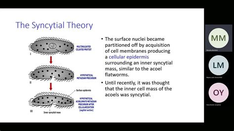 Bio 112 Evolution of Metazoa Part 2 Syncytial Theory and Colonial ...