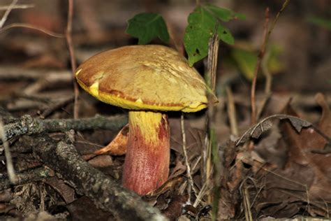 Yellow Bolete Mushroom Close-up Free Stock Photo - Public Domain Pictures