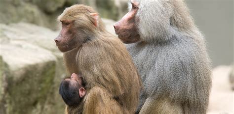 Zoológico de Oakland | St. Charles