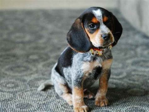 Bluetick Coonhound Beagle Mix | Beagle mix, Beagle puppy, Heeler puppies