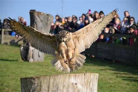 Falconry Displays - Leeds Castle