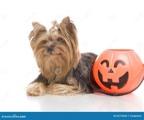 Yorkshire Terrier with Halloween Pumpkin, Stock Photo - Image of animal ...