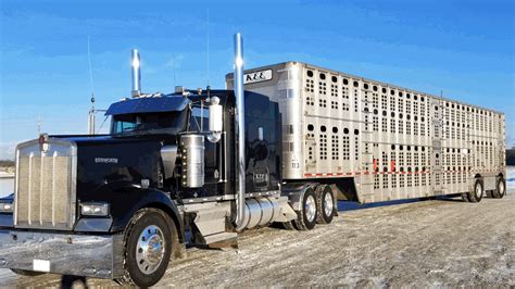 Pin on Bull Haulers, Cowhaulers & Livestock Haulin'