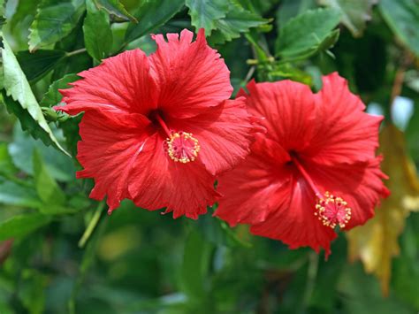 Parts Of Hibiscus Flower And Their Functions Pdf | Best Flower Site