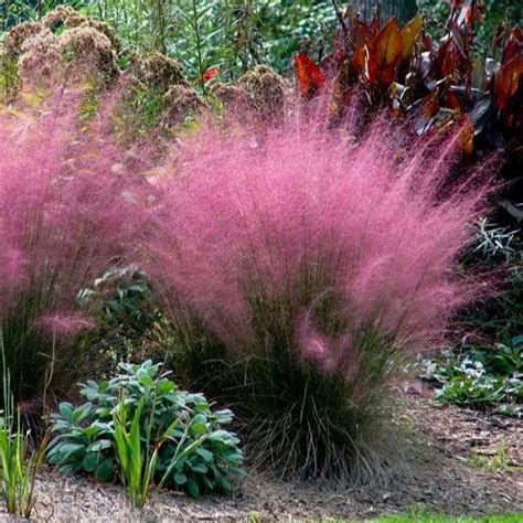 Pink Muhly Grass | Pink Muhly Grass for Sale — PlantingTree